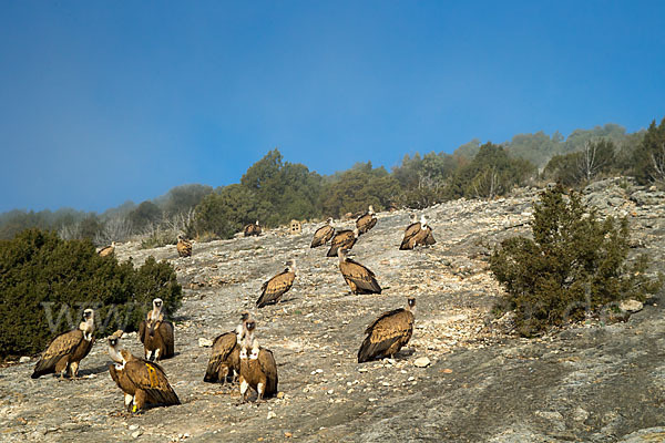 Gänsegeier (Gyps fulvus)