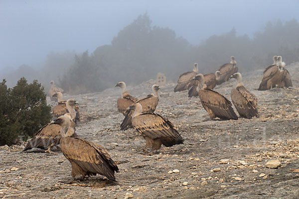 Gänsegeier (Gyps fulvus)