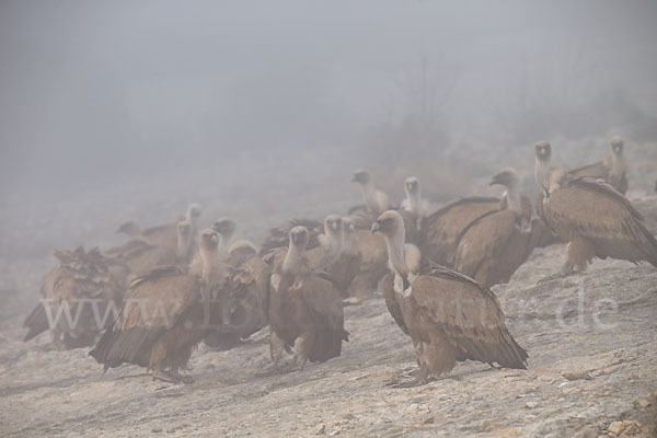 Gänsegeier (Gyps fulvus)