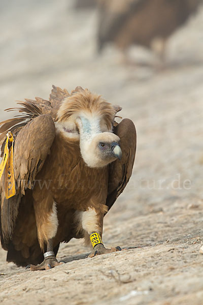 Gänsegeier (Gyps fulvus)