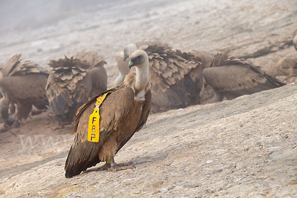 Gänsegeier (Gyps fulvus)