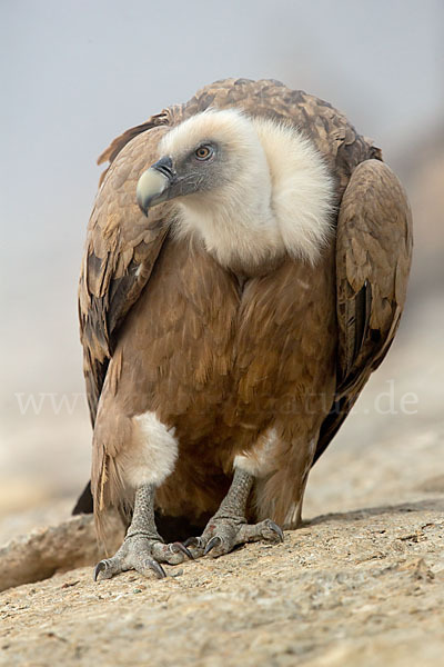 Gänsegeier (Gyps fulvus)