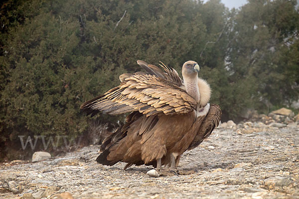 Gänsegeier (Gyps fulvus)