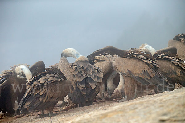 Gänsegeier (Gyps fulvus)