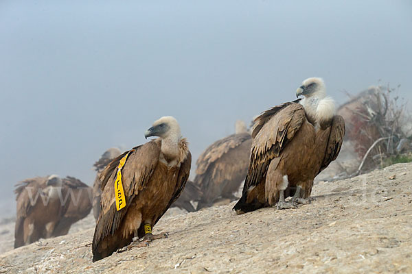 Gänsegeier (Gyps fulvus)