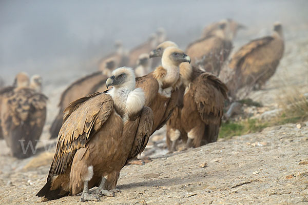 Gänsegeier (Gyps fulvus)