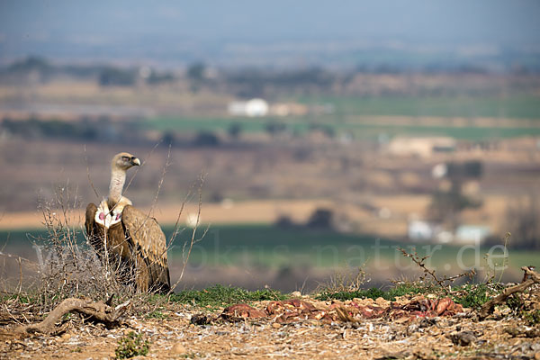 Gänsegeier (Gyps fulvus)