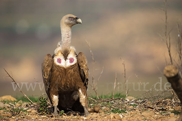 Gänsegeier (Gyps fulvus)