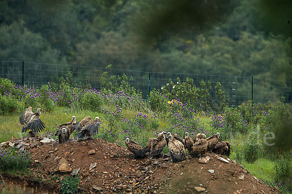 Gänsegeier (Gyps fulvus)