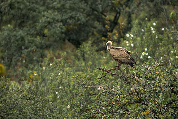 Gänsegeier (Gyps fulvus)