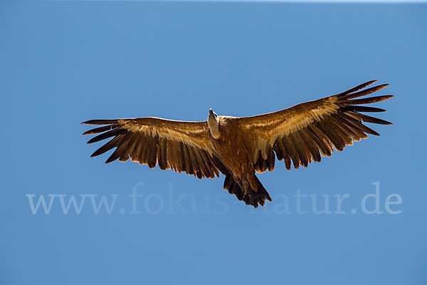 Gänsegeier (Gyps fulvus)