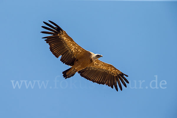 Gänsegeier (Gyps fulvus)