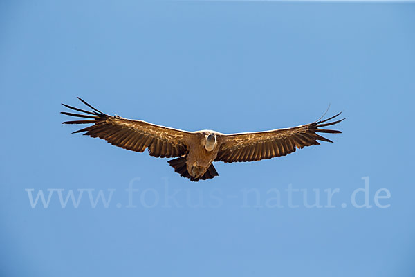 Gänsegeier (Gyps fulvus)