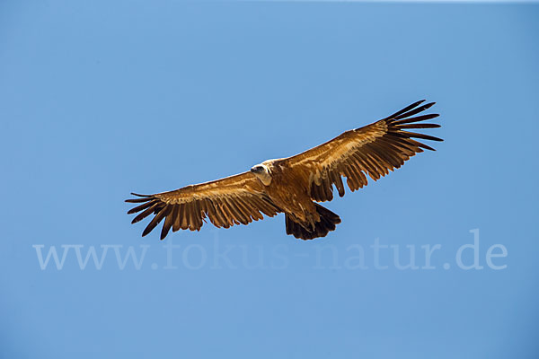 Gänsegeier (Gyps fulvus)
