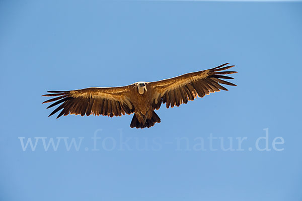 Gänsegeier (Gyps fulvus)