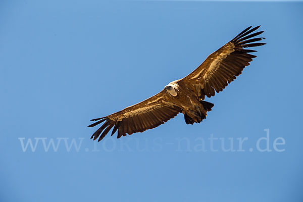 Gänsegeier (Gyps fulvus)