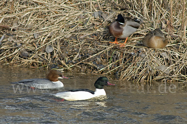 Gänsesäger (Mergus merganser)