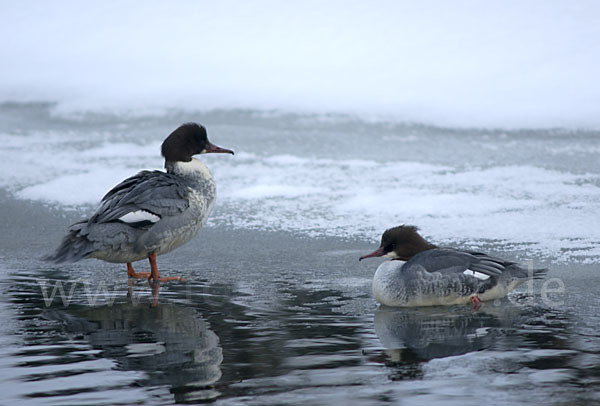 Gänsesäger (Mergus merganser)