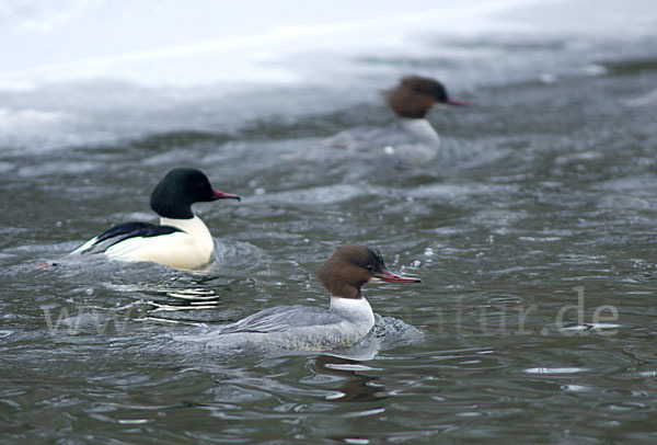 Gänsesäger (Mergus merganser)
