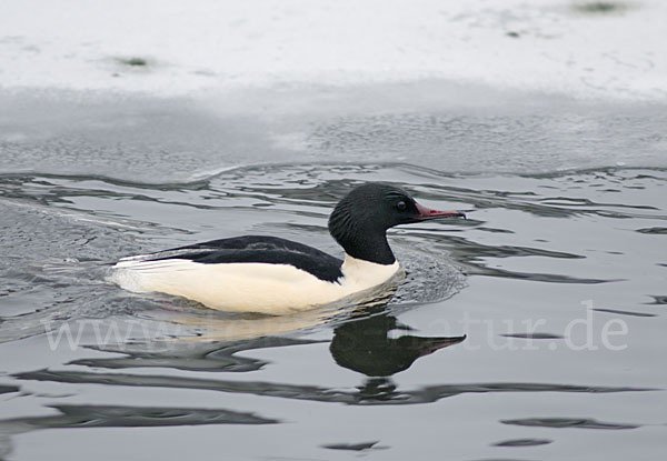 Gänsesäger (Mergus merganser)