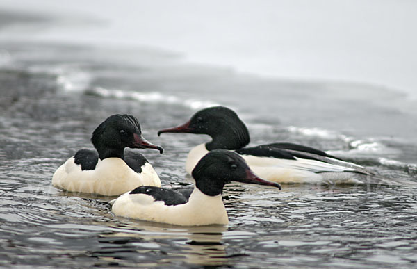 Gänsesäger (Mergus merganser)