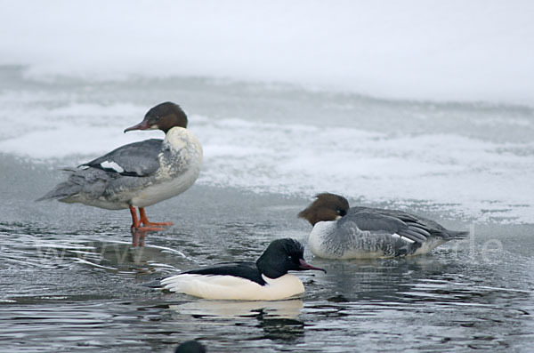 Gänsesäger (Mergus merganser)