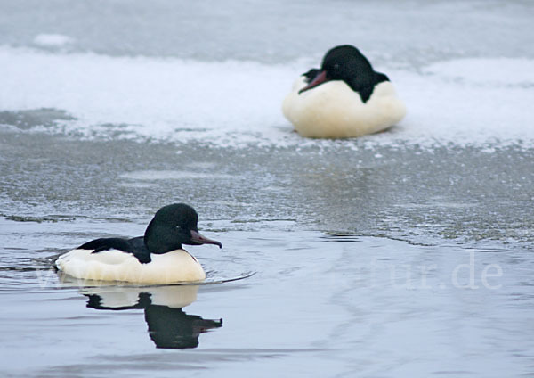 Gänsesäger (Mergus merganser)