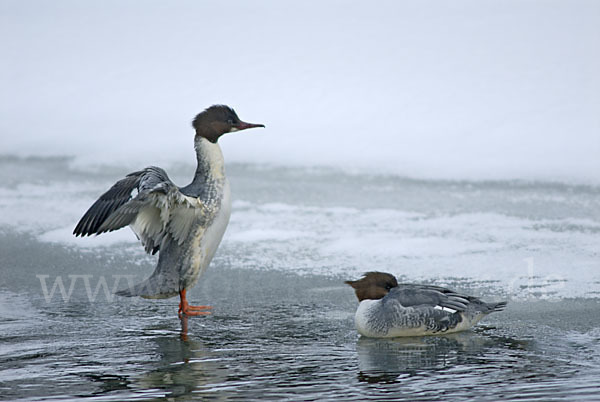 Gänsesäger (Mergus merganser)