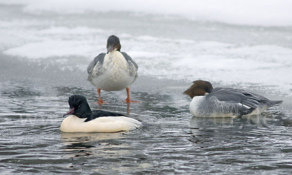 Gänsesäger (Mergus merganser)