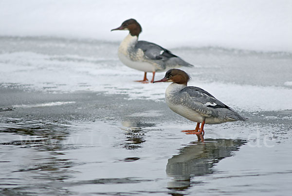 Gänsesäger (Mergus merganser)