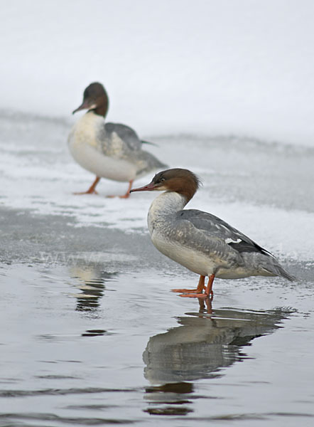 Gänsesäger (Mergus merganser)