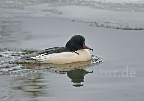 Gänsesäger (Mergus merganser)