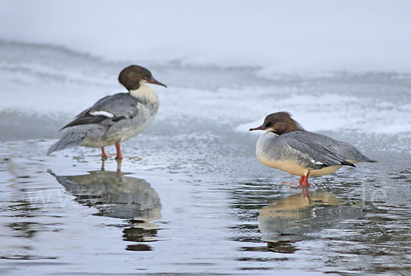 Gänsesäger (Mergus merganser)