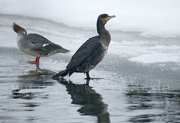 Gänsesäger (Mergus merganser)