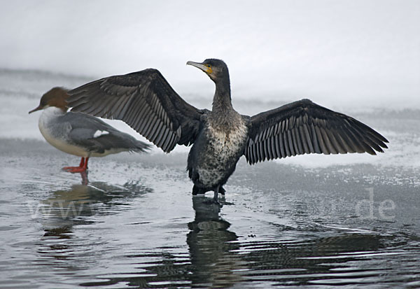 Gänsesäger (Mergus merganser)