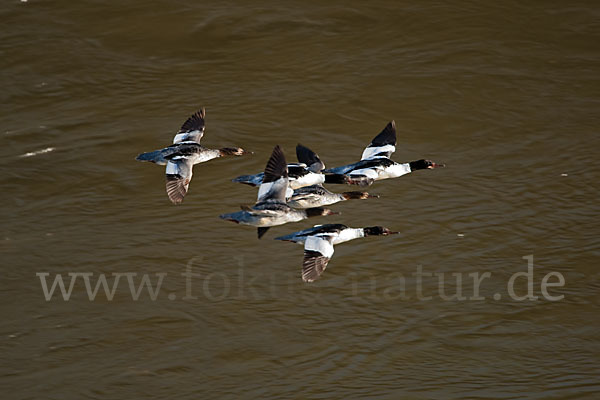 Gänsesäger (Mergus merganser)