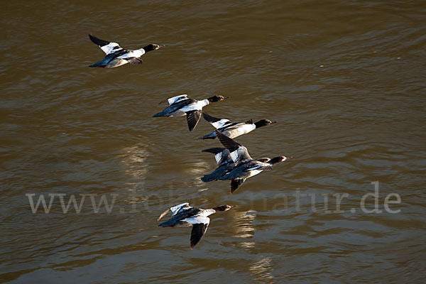 Gänsesäger (Mergus merganser)