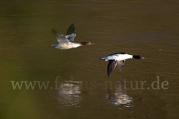 Gänsesäger (Mergus merganser)