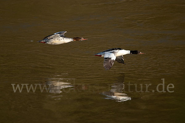 Gänsesäger (Mergus merganser)