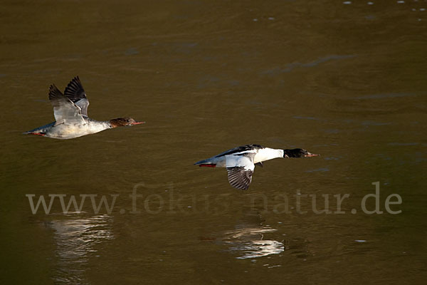 Gänsesäger (Mergus merganser)