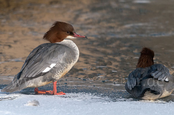 Gänsesäger (Mergus merganser)