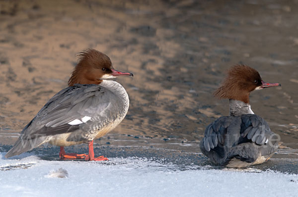 Gänsesäger (Mergus merganser)