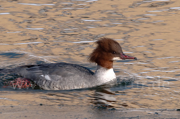 Gänsesäger (Mergus merganser)