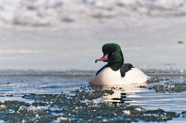 Gänsesäger (Mergus merganser)