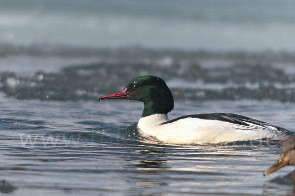 Gänsesäger (Mergus merganser)