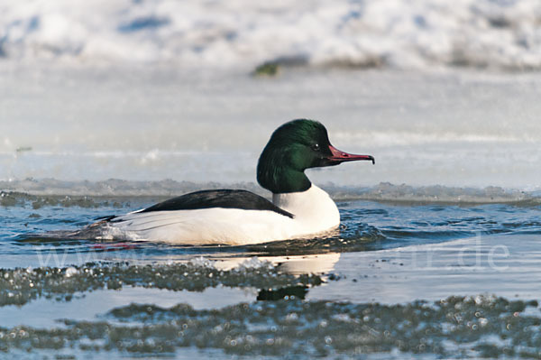 Gänsesäger (Mergus merganser)