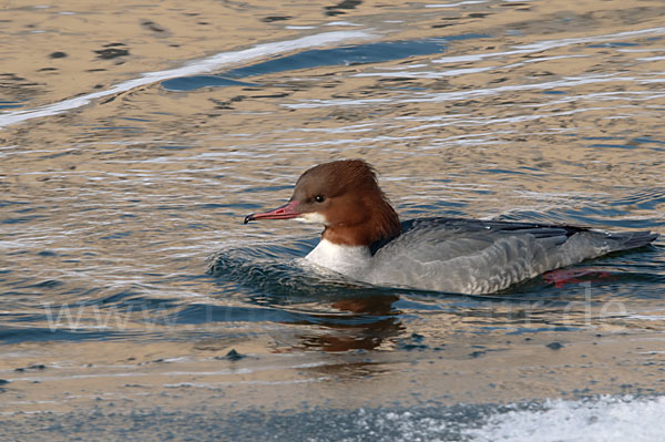 Gänsesäger (Mergus merganser)