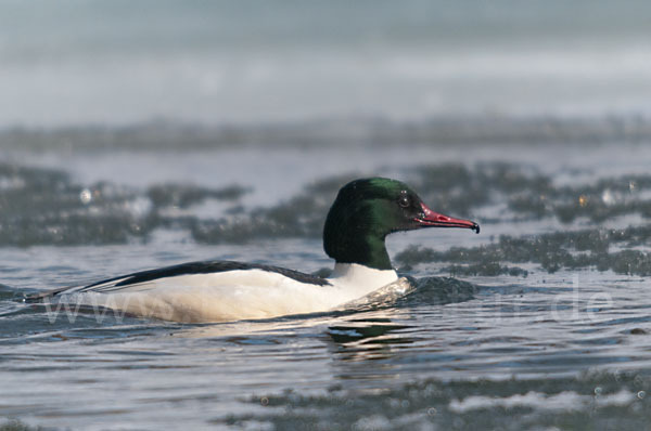 Gänsesäger (Mergus merganser)