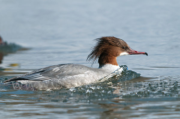 Gänsesäger (Mergus merganser)