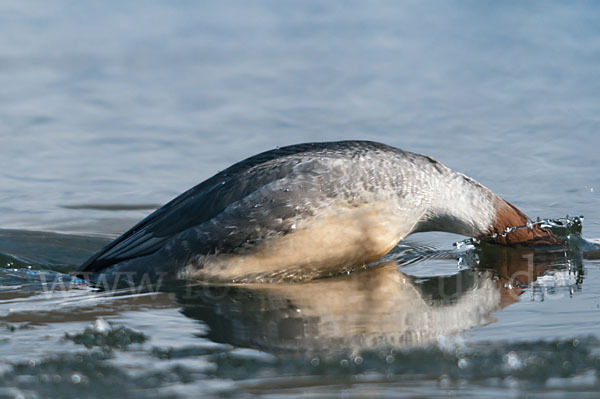 Gänsesäger (Mergus merganser)